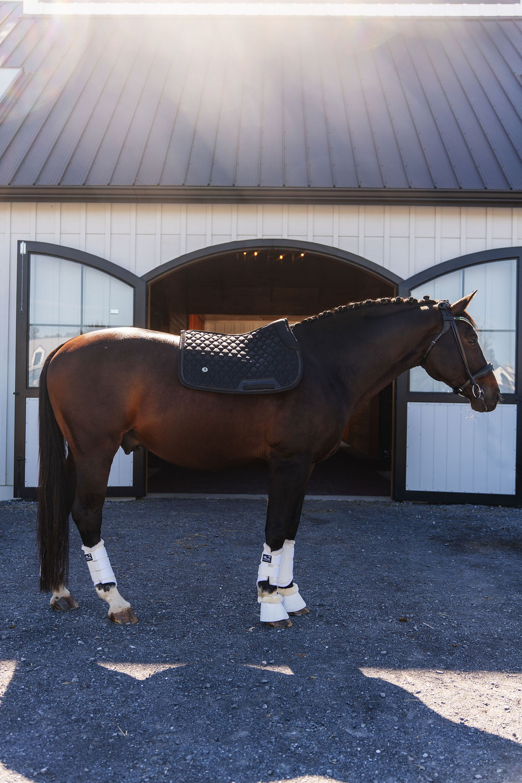 Dragon Luxe Saddle Pad (Jumping/Black)